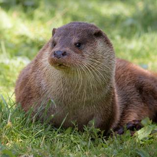 River otter wallpaper