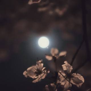 Moon flower wallpaper