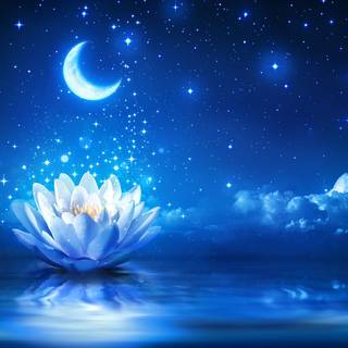 Moon flower wallpaper