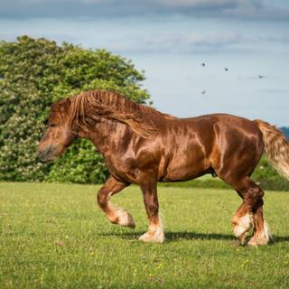 Suffolk Punch horse wallpaper