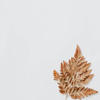 Brown and white wallpaper