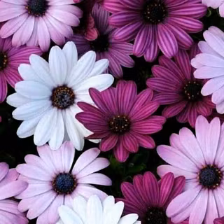 iOS flower wallpaper