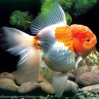 Oranda wallpaper