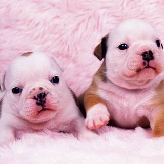 Cute baby puppies wallpaper