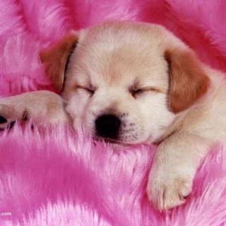 Cute baby puppies wallpaper