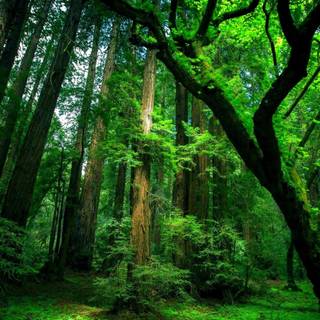 Dark green forest wallpaper