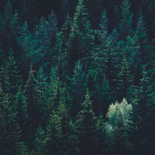Dark green forest wallpaper