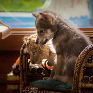 The Wolf and the Lion wallpaper