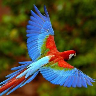 Cendrawasih wallpaper