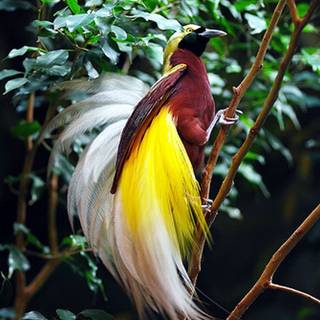 Cendrawasih wallpaper