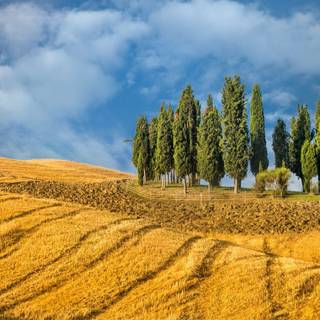 Farm field wallpaper
