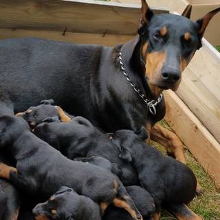Puppy Dobermans wallpaper