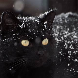 Winter aesthetic cats wallpaper