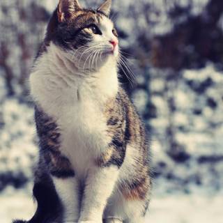 Winter aesthetic cats wallpaper