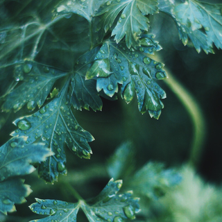 3440x1440 green wallpaper