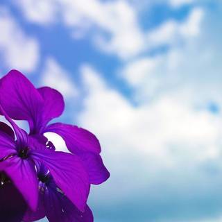 Spring color wallpaper