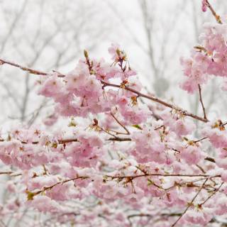 Cherry winter wallpaper