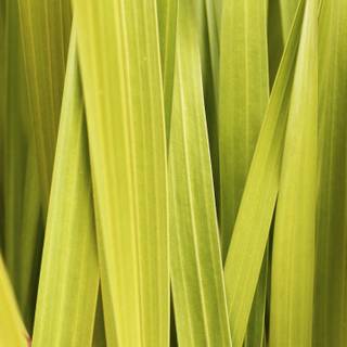Lemongrass wallpaper