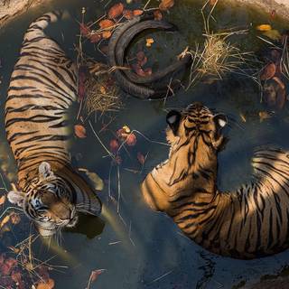 Kung Hei Fat Choi 2022 wallpaper