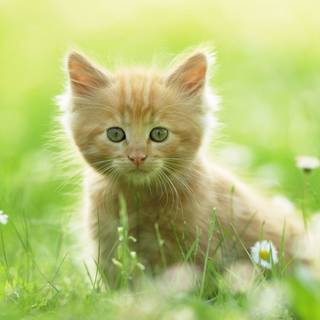 Pretty kitty wallpaper
