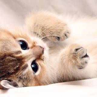 Pretty kitty wallpaper