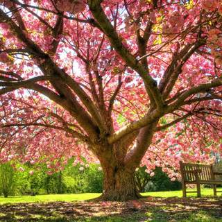 Spring season tree wallpaper