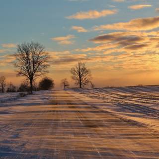 Winter tree sunsets wallpaper