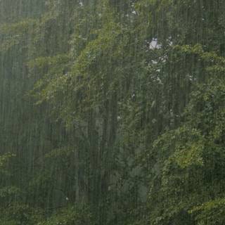 Temperate forest wallpaper