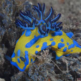 Nudibranch wallpaper