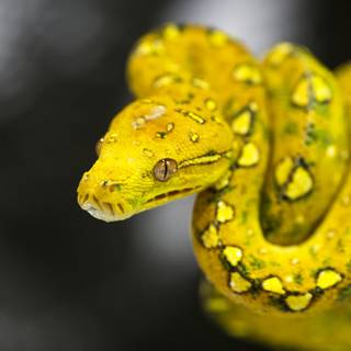 Yellow snake wallpaper