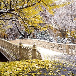 New York winter Central Park wallpaper