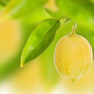 Lemon green wallpaper