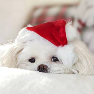 Furry dogs wallpaper