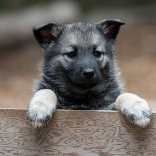 Norwegian Elkhound wallpaper