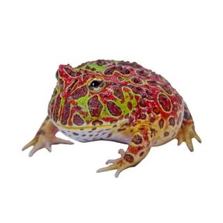 Pacman frog wallpaper