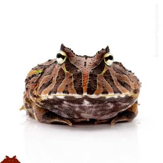 Pacman frog wallpaper