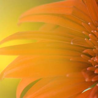 Windows 7 flowers wallpaper