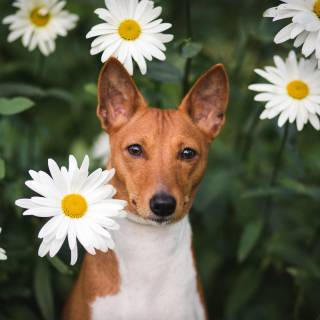 Basenji wallpaper
