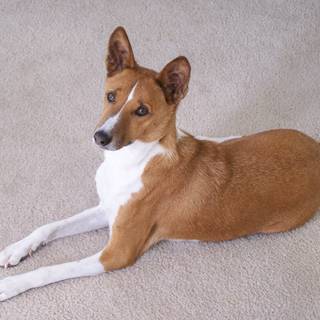 Basenji wallpaper