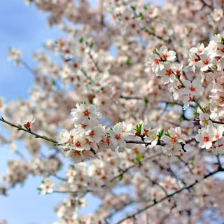 Almond blossom wallpaper
