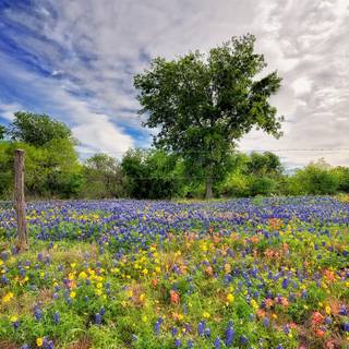 Spring wild flowers wallpaper