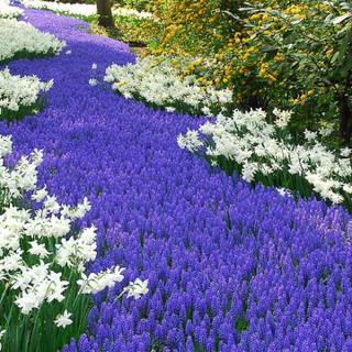 Spring wild flowers wallpaper