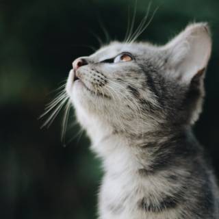 Gray kittens wallpaper