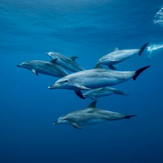 Dolphin body parts wallpaper