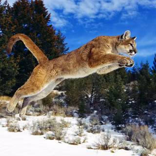 Endangered animals wallpaper