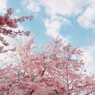 Spring nature sky wallpaper