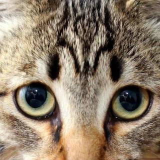 Cat for phone wallpaper