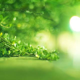 Natural herbs and shrubs wallpaper