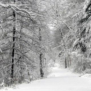 Gothic winter wallpaper