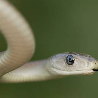 Inland taipan wallpaper